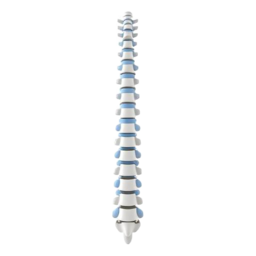 3D medical illustration representing Back Pain