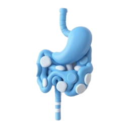 3D medical illustration representing Gastric Problems