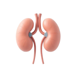 3D medical illustration representing Kidney Stones