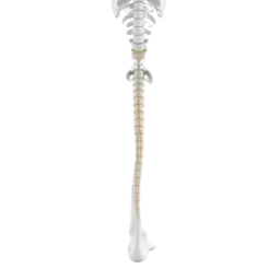 3D medical illustration representing Sciatica
