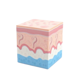 3D medical illustration representing Skin Diseases